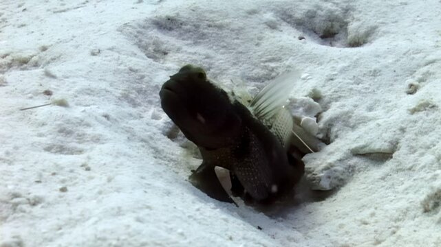A Mudskipper fish emerges from its sandy burrow on a beach. The tide is out. It is a sunny day at a tropical destination. This interesting fish blends perfectly with the sand.