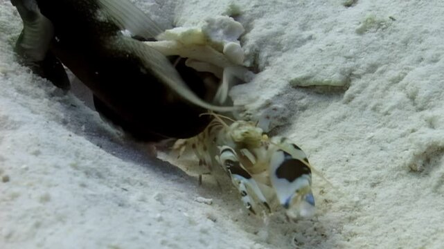 Filmed underwater in the tropics. A fish swims around a sandy area as a mantis shrimp emerges from a burrow. The fish circles the shrimp's hiding place on the ocean floor.