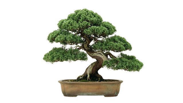 Traditional Japanese green bonsai tree in a ceramic pot isolated on white background.  png