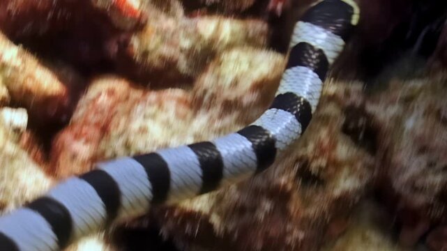 During the day, a venomous black and white banded sea krait searches for prey around the coral reef. The sea snake gracefully moves through the ocean.