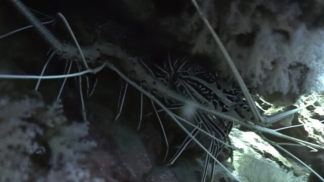A Spiny Lobster rests in a small rock crevice in its natural habitat near the ocean floor during the evening. It is hidden amongst the rocks and sediment.