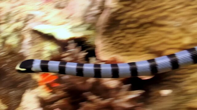 Observe banded sea krait gracefully swim among vibrant coral formations during sunset. Krait weaves through reef, showcasing its natural habitat and hunting skills in warm waters of Indonesia.