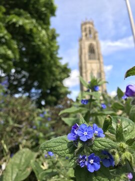 Close-up of forget-me-not flowers with the Boston Stump tower soft focused in the background