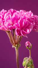 Obraz premium Vibrant geranium portrait with clustered buds and saturated magenta tones, studio composition focuses on blossom structure and emerging growth, lively