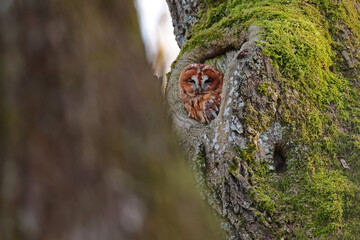 Puszczyk, (Strix aluco), tawny owl © Bartosz Rakoczy