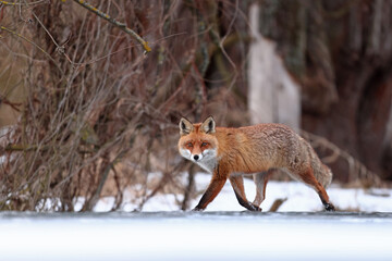 Lis rudy, fox, lis (Vulpes vulpes) © Bartosz Rakoczy
