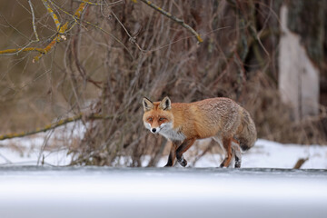 Lis rudy, fox, lis (Vulpes vulpes) © Bartosz Rakoczy