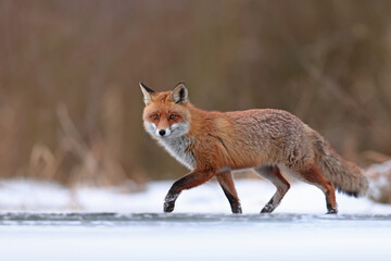 Lis rudy, fox, lis (Vulpes vulpes) © Bartosz Rakoczy