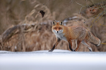 Lis rudy, fox, lis (Vulpes vulpes) © Bartosz Rakoczy