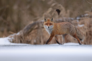 Lis rudy, fox, lis (Vulpes vulpes) © Bartosz Rakoczy