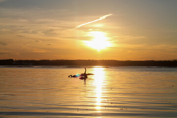 Fototapeta premium Geese Pair at Sunset Stony Brook, New York