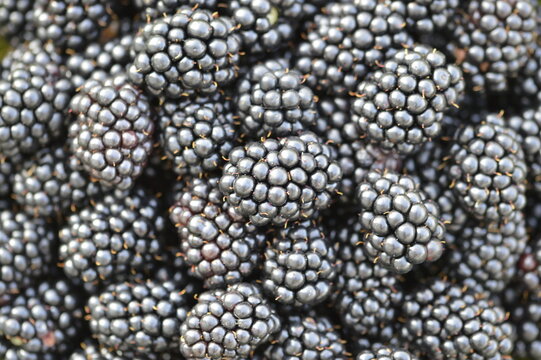 Close-up Background with Ripe Thornless Blackberries, Fresh Black Fruit Known as Rubus Fruticosus Cluster