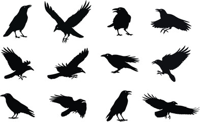 Obraz premium A collection of crow silhouettes for artwork compositions
