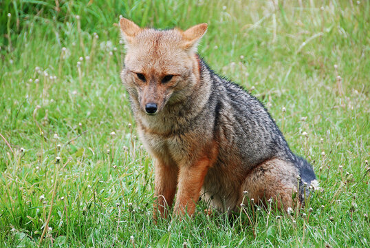 The culpeo (Lycalopex culpaeus), sometimes known as the culpeo zorro or Andean fox (wolf), is a South American species of wild dog. Torres del paine, Patagonia, Chili