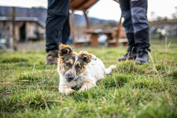 Cute mixed-breed puppy lying in green grass while its owner stands nearby in a rural backyard. Adorable young dog looking at the camera, countryside setting with farm buildings and soft natural light. © KemenesLaszlo