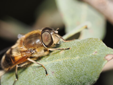 ​S&iacute;rfido con aspecto de abeja y grandes ojos compuestos. Posee un cuerpo velloso y pardo, adaptado para mimetizarse mientras descansa sobre una hoja de acebo, una estrategia para evitar depredadores.