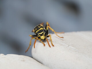 Avispa polistina con patrón de coloración aposemático en amarillo y negro. Presenta antenas articuladas, ojos compuestos y una estructura corporal estrechada que caracteriza a estos himenópteros socia
