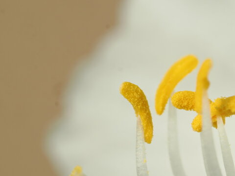 Detalle macrosc&oacute;pico de los &oacute;rganos reproductores masculinos de una flor, donde se observan los filamentos que sostienen las anteras cargadas de polen sobre un fondo desenfocado.