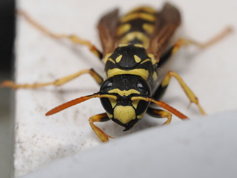 Avispa polistina con patr&oacute;n de coloraci&oacute;n aposem&aacute;tico en amarillo y negro. Presenta antenas articuladas, ojos compuestos y una estructura corporal estrechada que caracteriza a estos himen&oacute;pteros socia