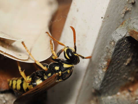 Avispa polistina con patr&oacute;n de coloraci&oacute;n aposem&aacute;tico en amarillo y negro. Presenta antenas articuladas, ojos compuestos y una estructura corporal estrechada que caracteriza a estos himen&oacute;pteros socia