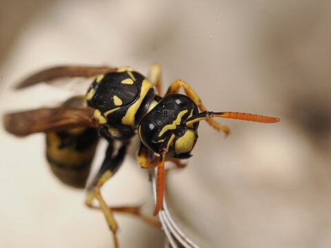 Avispa polistina con patr&oacute;n de coloraci&oacute;n aposem&aacute;tico en amarillo y negro. Presenta antenas articuladas, ojos compuestos y una estructura corporal estrechada que caracteriza a estos himen&oacute;pteros socia