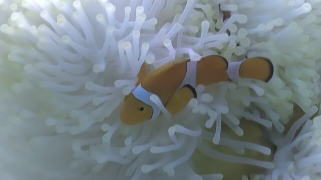 Marvel at a vibrant Clownfish gracefully swimming in its natural habitat. The fish delicately weaves through the tendrils of a white Anemone, in a captivating display of symbiosis.