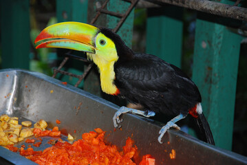 Fototapeta premium Toucans are members of the family Ramphastidae of near passerine birds from the Neotropics. The Ramphastidae family is most closely related to the American barbets.