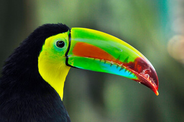Fototapeta premium Toucans are members of the family Ramphastidae of near passerine birds from the Neotropics. The Ramphastidae family is most closely related to the American barbets.