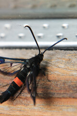 Macro photograph of Synanthedon myopaeformis Elma G&ouml;vde Kurdu insect