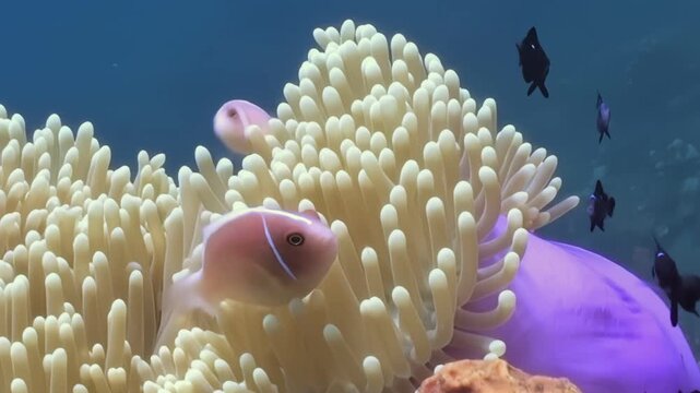 A pink anemonefish peeks out from the embrace of a magnificent anemone. Several dusky fish swim gracefully around the anemone, creating a vibrant underwater spectacle.