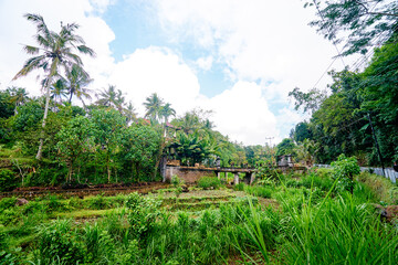 Traditional Stone Bridge Surrounded By Lush Vegetation and Palm Trees