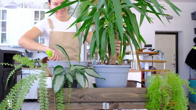 Repotting and caring home plant Yucca into new pot in home interior. Woman breeds and grows plants hobby, holds tropical plant Dracaena