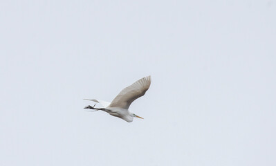 Obraz premium Great Egret