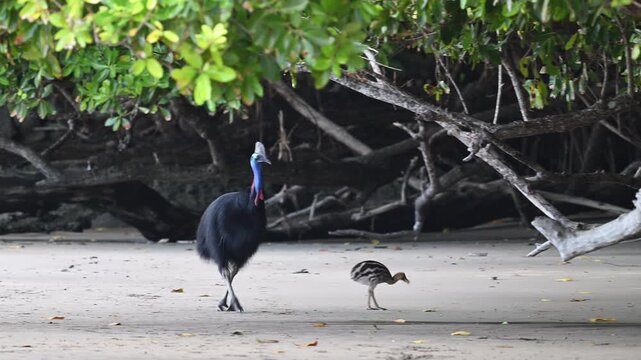 Male Southern cassowary, father with chick baby bird