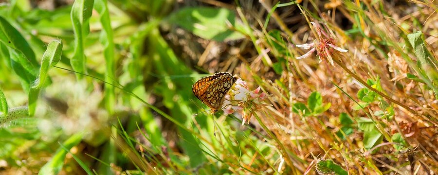 (Mellicta parthenoides) M&eacute;lit&eacute;e des scabieuses aux ailes orang&eacute;es, taches brunes et dessins en forme de damier blanc-cr&egrave;me et jaune pos&eacute; sur une fleur
