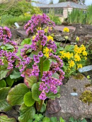 Flowering Primula auricula Forest Lemon with yellow flowers  and pink bergenia cordifolia in summer garden.cowslip yellow spring flowers.petrella,herb peter,peggle,key flower,key of heaven