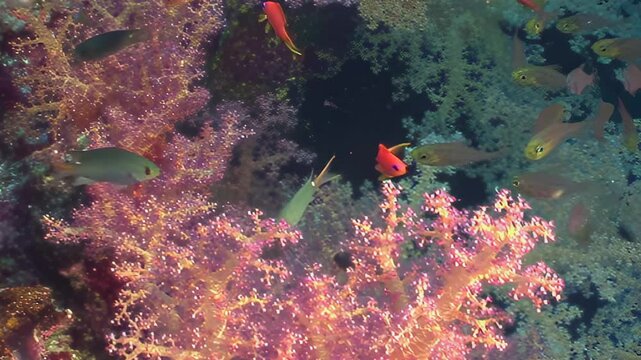 A mesmerizing display of colorful fish navigating a thriving tropical coral reef. Their graceful movements create a living tapestry in the clear blue depths, bathed in sunlight.