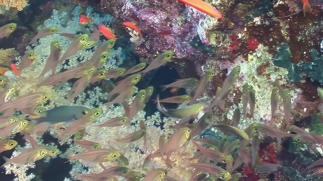 Hundreds of tiny, translucent fish swirl in unison against backdrop of colorful soft corals Sunlight illuminates their synchronized ballet across bustling tropical reef stunning display of marine life