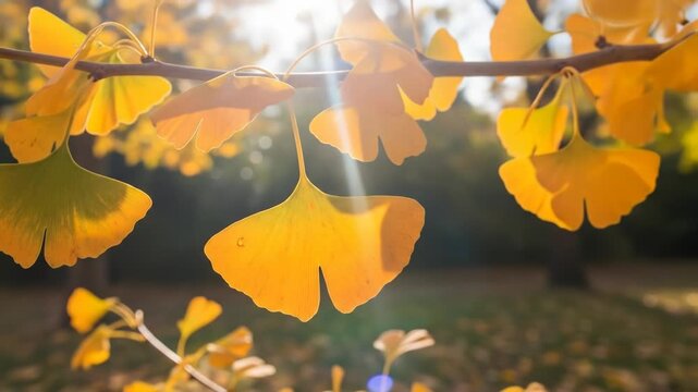 A close-up view of a tree branch with vibrant orange leaves illuminated by sunlight
