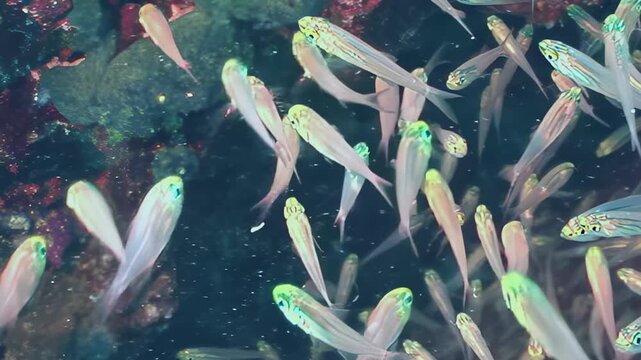 Witness a captivating display of tiny glassfish, their translucent bodies shimmering as they gracefully navigate the intricate underwater world of a vibrant coral reef habitat during daylight hours.