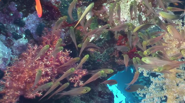 Crystal-clear waters reveal a bustling coral sanctuary. A shimmering multitude of tiny fish swirls gracefully, while striking orange anthias navigate through the vibrant red soft corals.