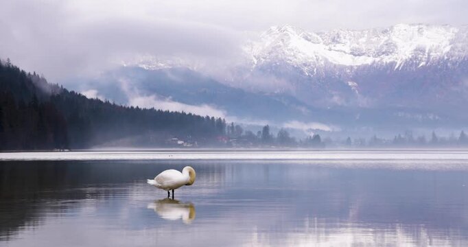 Graceful white swans swimming on a foggy alpine lake