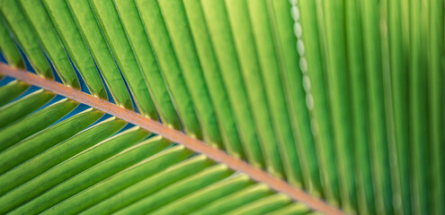 Serene macro of lush tropical palm leaves with sunlight reflection intricate botanical texture peaceful natural outdoor greenery tropical garden