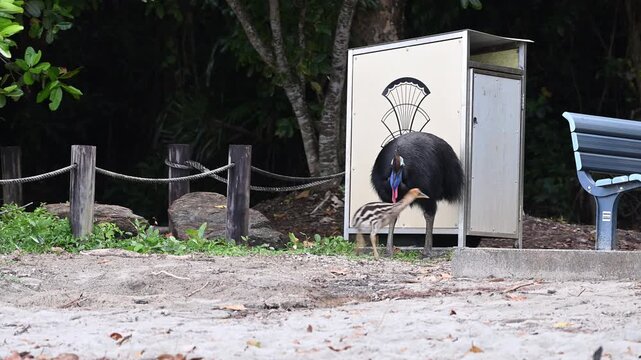 Male Southern cassowary, father with chick baby bird