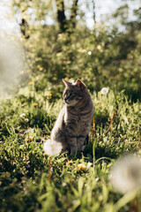 Cute cat sitting in spring meadow with dandelions in warm sunlight