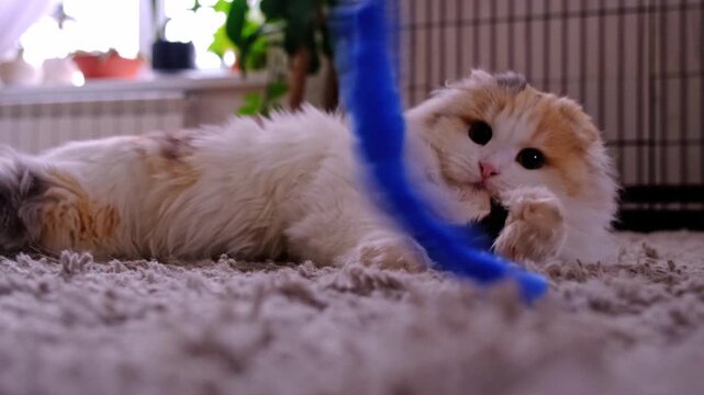 Scottish Fold kitten playing with blue worm lure toy on carpet, slow motion, fun, interactive, enrichment, product promo for cat toys