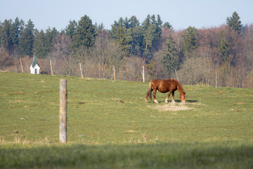 Pferd auf winterlicher Koppel