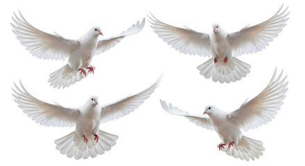 Fototapeta premium Four transparent doves in graceful flight, wings fanned, delicate pink beaks and feet, captured from a top-down view against a transparent studio background. Concept of peace and freedom