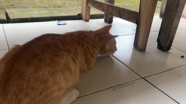 A ginger tabby cat crouching in a low pounce position under a wooden chair, about to jump.