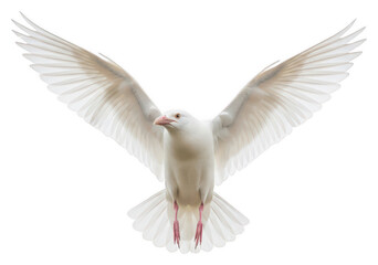 Obraz premium White bird png flying bird wings spread png transparent background image